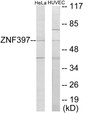 Western blot analysis of extracts from HeLa/HuvEc cells, using ZNF397 Antibody. The lane on the right is treated with the synthesized peptide.