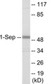 Western blot analysis of extracts from Jurkat cells, using SEPT1 Antibody. The lane on the right is treated with the synthesized peptide.