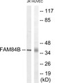 Western blot analysis of extracts from Jurkat/HuvEc cells, using FAM84B Antibody. The lane on the right is treated with the synthesized peptide.