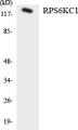 Western blot analysis of extracts from K562 cells, using RPS6KC1 Antibody.