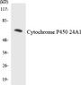 Western blot analysis of extracts from JurKat cells, using Cytochrome P450 24A1 Antibody. The lane on the right is treated with the synthesized peptide.