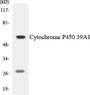Western blot analysis of extracts from LOVO/HuvEc cells, using Cytochrome P450 39A1 Antibody.