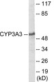 Western blot analysis of extracts from Jurkat cells, using Cytochrome P450 3A4/5 Antibody. The lane on the right is treated with the synthesized peptide.