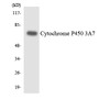 Western blot analysis of extracts from LOVO cells, using Cytochrome P450 3A7 Antibody. The lane on the right is treated with the synthesized peptide.