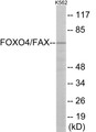 Western blot analysis of extracts from K562 cells, treated with serum, using AFX Antibody.