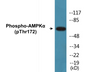 Western blot analysis of extracts from COS7 cells, using AMPK alpha (Phospho-Thr172) Antibody.