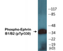 Western blot analysis of extracts from 293 cells treated with TNF-a 20ng/ml 30', using EFNB1/2 (Phospho-Tyr330) Antibody.