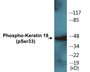 Western blot analysis of extracts from HT29 cells, using Keratin 18 (Phospho-Ser33) Antibody.