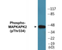 Western blot analysis of extracts from NIH-3T3 cells, using MAPKAPK2 (Phospho-Thr334) Antibody.