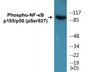 Western blot analysis of extracts from HeLa cells treated with LPS 100ng/ml 30', using NF-kappaB p105/p50 (Phospho-Ser927) Antibody.
