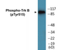 Western blot analysis of extracts from NIH-3T3 cells, using Trk B (Phospho-Tyr515) Antibody.