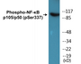 Western blot analysis of extracts from MDA-MB-435 cells, using NF-kappaB p105/p50 (Phospho-Ser337) Antibody.