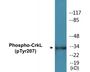 Western blot analysis of extracts from COS7 cells, using CrkL (Phospho-Tyr207) Antibody.
