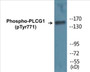 Western blot analysis of extracts from COS7 cells treated with EGF 200ng/ml 30', using PLCG1 (Phospho-Tyr771) Antibody.