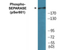 Western blot analysis of extracts from 293 cells treated with EGF 200ng/ml 30', using SEPARASE (Phospho-Ser801) Antibody.