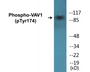 Western blot analysis of extracts from RAW264.7 cells, using VAV1 (Phospho-Tyr174) Antibody.