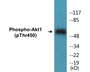 Western blot analysis of extracts from mouse brain, using Akt (Phospho-Ser124) Antibody.