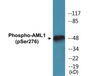 Western blot analysis of extracts from Jurkat cells, using AML1 (Phospho-Ser276) Antibody.