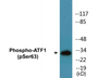 Western blot analysis of extracts from HT29 cells treated with Insulin 0.01U/ML 15', using ATF1 (Phospho-Ser63) Antibody.