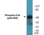 Western blot analysis of extracts from HeLa cells treated with PMA 125ng/ml 30', using Csk (Phospho-Ser364) Antibody.
