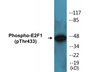 Western blot analysis of extracts from HeLa cells treated with Etoposide 25uM 24h, using E2F1 (Phospho-Thr433) Antibody.