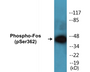Western blot analysis of extracts from K562 cells treated with forskolin 40nM 30', using Fos (Phospho-Ser362) Antibody.