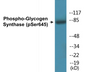 Western blot analysis of extracts from NIH-3T3 cells treated with PMA 125ng/ml 30', using Glycogen Synthase (Phospho-Ser645) Antibody.