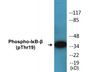 Western blot analysis of extracts from 293 cells treated with TNF-a 20ng/ml 30', using IkappaB-beta (Phospho-Thr19) Antibody.