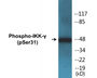 Western blot analysis of extracts from 293 cells treated with TNF-a 20ng/ml 5', using IKK-gamma (Phospho-Ser31) Antibody.