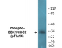 Western blot analysis of extracts from HepG2 cells treated with Forskolin 40nM 30', using CDK1/CDC2 (Phospho-Thr14) Antibody.