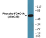 Western blot analysis of extracts from HeLa cells treated with Serum 20% 15', using FOXO1A (Phospho-Ser329) Antibody.