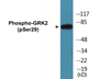 Western blot analysis of extracts from Jurkat cells treated with EGF 200ng/ml 30', using GRK2 (Phospho-Ser29) Antibody.
