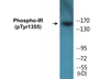 Western blot analysis of extracts from 293 cells treated with Heat shock, using IR (Phospho-Tyr1355) Antibody.