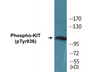 Western blot analysis of extracts from HepG2 cells treated with EGF 200ng/ml 30', using KIT (Phospho-Tyr936) Antibody.