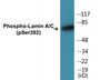 Western blot analysis of extracts from HeLa cells, using Lamin A/C (Phospho-Ser392) Antibody.