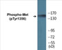 Western blot analysis of extracts from NIH-3T3 cells, using Met (Phospho-Tyr1356) Antibody.