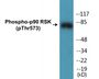 Western blot analysis of extracts from 293 cells treated with UV 30', using p90 RSK (Phospho-Thr573) Antibody.