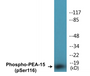 Western blot analysis of extracts from COS7 cells treated with INSULIN 0.01U/ML 15', using PEA-15 (Phospho-Ser116) Antibody.