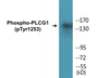 Western blot analysis of extracts from LOVO cells treated with and 293 cells treated with heat shock, using PLCG1 (Phospho-Tyr1253) Antibody.