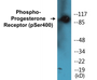 Western blot analysis of extracts from 293 cells treated with heat shock, using Progesterone Receptor (Phospho-Ser400) Antibody.