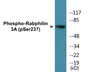 Western blot analysis of extracts from RAW264.7 cells treated with Calyculin 100nM 15', using Rabphilin 3A (Phospho-Ser237) Antibody.