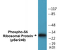 Western blot analysis of extracts from HeLa cells treated with TNF-a 20ng/ml 2', using S6 Ribosomal Protein (Phospho-Ser240) Antibody.