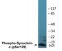 Western blot analysis of extracts from mouse brain, using Synuclein (Phospho-Ser129) Antibody.