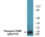 Western blot analysis of extracts from NIH-3T3 cells treated with EGF 200ng/ml 30', using TEBP (Phospho-Ser113) Antibody.