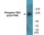 Western blot analysis of extracts from NIH-3T3 cells, using TIE2 (Phospho-Tyr1108) Antibody.