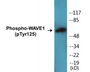 Western blot analysis of extracts from NIH-3T3 cells treated with Insulin 0.01U/ml 15', using WAVE1 (Phospho-Tyr125) Antibody.