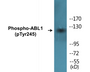 Western blot analysis of extracts from K562 cells treated with Insulin 0.01U/ml 15, using c-Abl (Phospho-Tyr245) Antibody.
 
