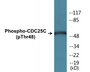 Western blot analysis of extracts from RAW264.7 cells, using CDC25C (Phospho-Thr48) Antibody.
 
