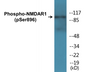 Western blot analysis of extracts from K562 cells treated with PMA 125ng/ml 30', using NMDAR1 (Phospho-Ser896) Antibody.
 
