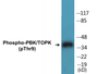 Western blot analysis of extracts from K562 cells treated with UV 30', using PBK/TOPK (Phospho-Thr9) Antibody.
 
